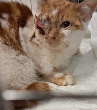 Click to see a larger image