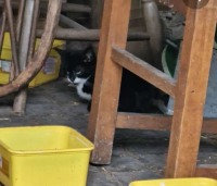 Click to see a larger image