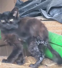 Click to see a larger image