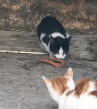 Click to see a larger image