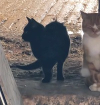 Click to see a larger image