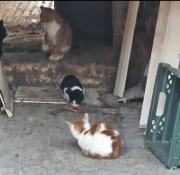 Click to see a larger image