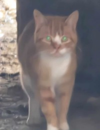 Click to see a larger image