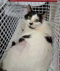 Click to see a larger image