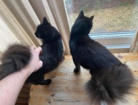 Click to see a larger image