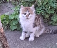 Click to see a larger image