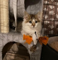 Click to see a larger image