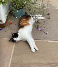 Click to see a larger image