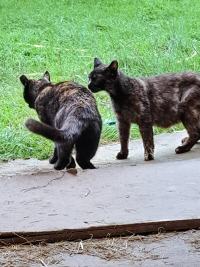 Click to see a larger image