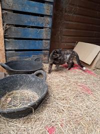 Click to see a larger image