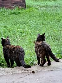 Click to see a larger image